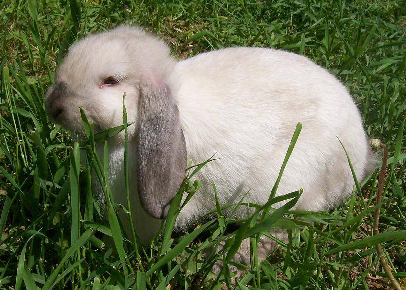 Голландский карликовый кролик: история, содержание и характер породы, фото и отзывы