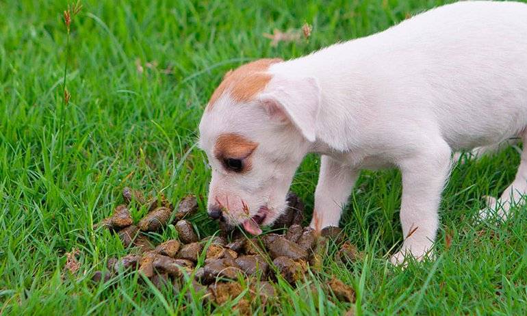 Почему щенок ест свой кал