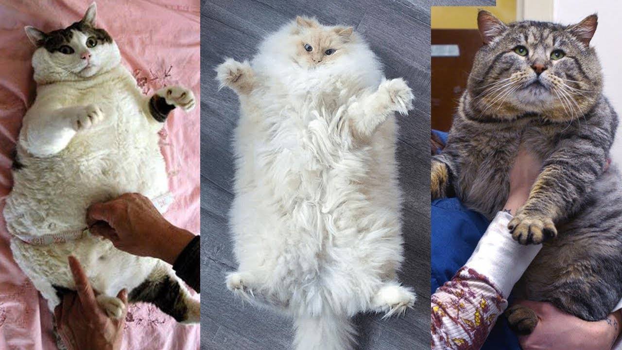Ожирение у домашних животных - obesity in pets