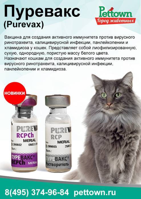 Вакцина пуревакс для кошек - инструкция по применению - kotiko.ru