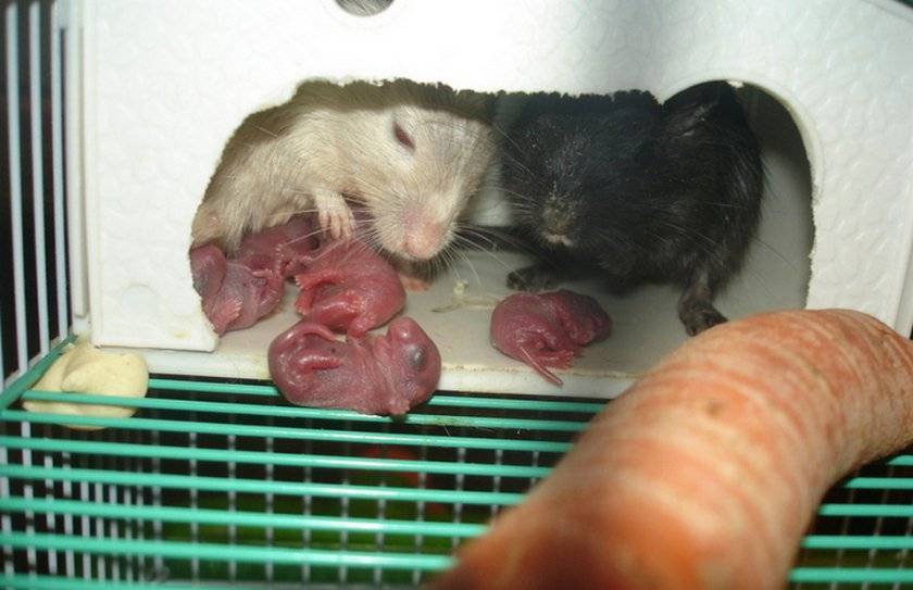 Мышь – виды, чем питаются, сколько живут, где живут, описание