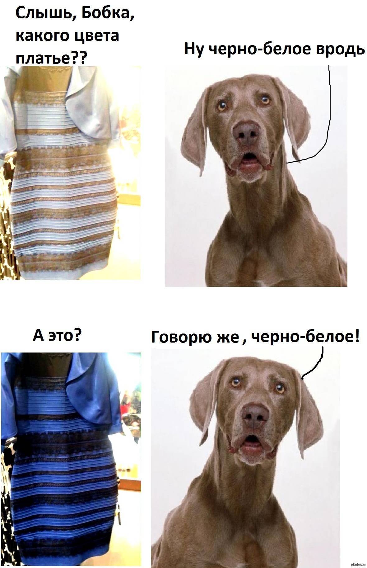 Различают ли собаки цвета или нет и какие
