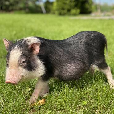 Домашние свинки минипиги: разновидности, содержание и питание
