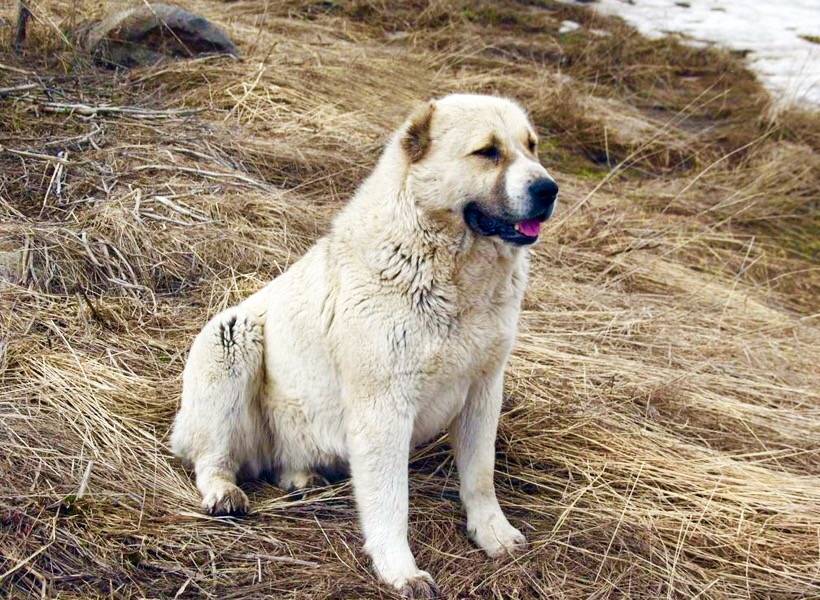 Армянский гампр – фото, описание, стандарт породы, цена щенка