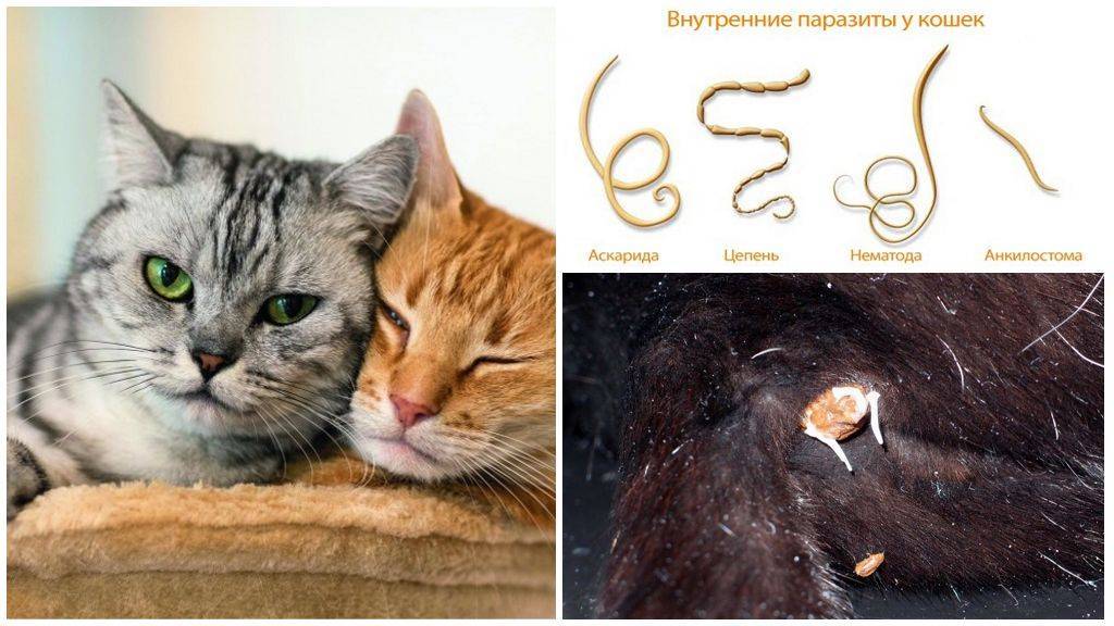 Ленточные глисты у кошек. симптомы и лечение | нпк "скифф"