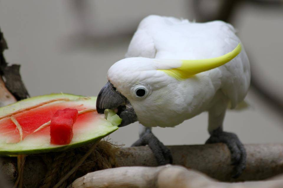 Попугай какаду: особенности содержания и ухода в домашних условиях