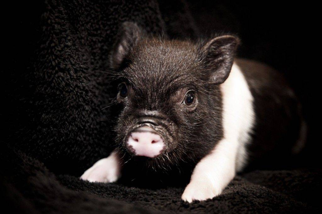 Карликовые свиньи для дома в качестве питомцев (мини-пиги)