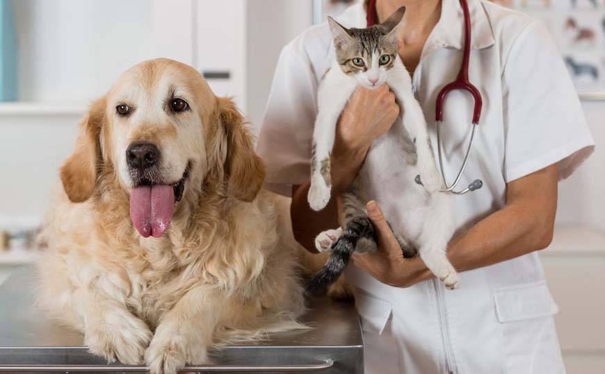 Методы нетрадиционного лечения домашних животных