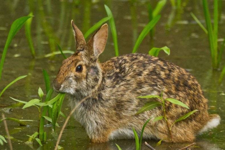 Кто такой водяной кролик: места обитания и образ жизни уникального зверька с необычными способностями