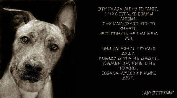 Цитаты про собак со смыслом короткие на английском с переводом