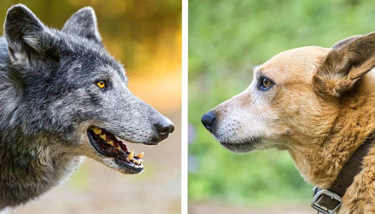 Чем отличаются волчьи следы от собачьих фото