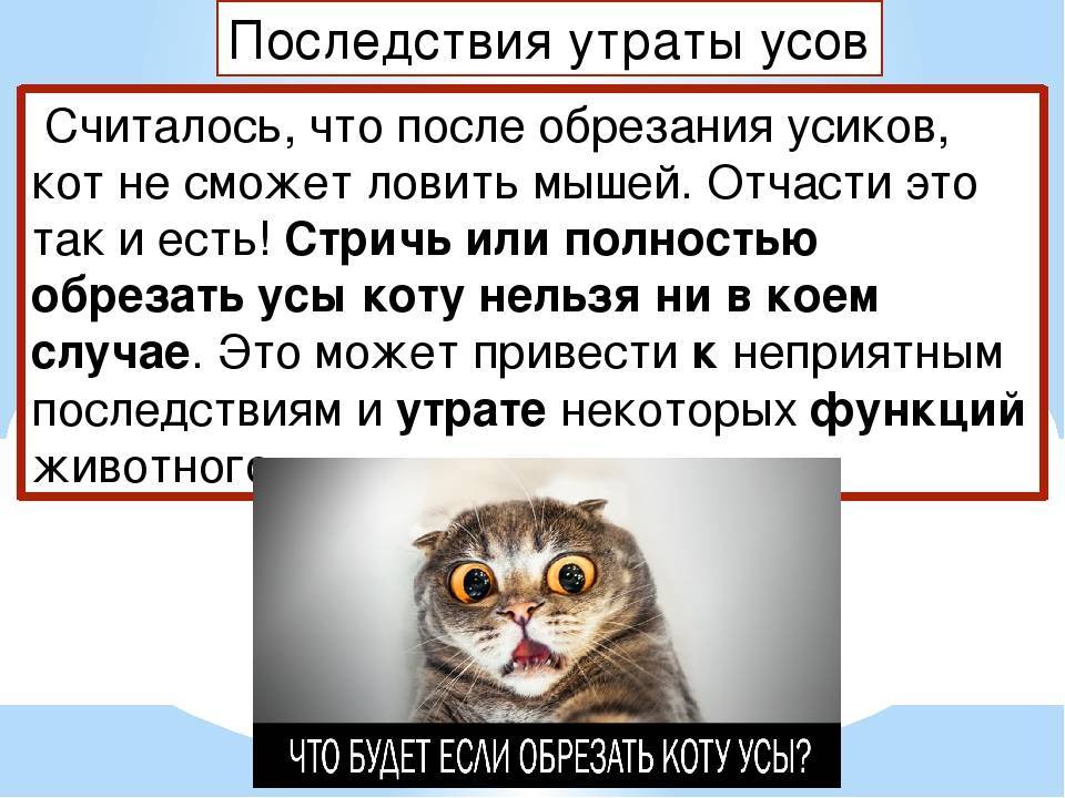 Что будет, если коту обрезать усы - почему нельзя обрезать - kotiko.ru