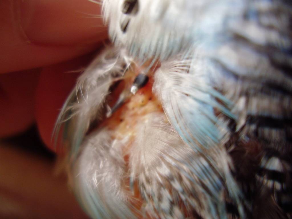 Пухопероеды (маллофагозы) у птицы - симптомы, диагностика и лечение