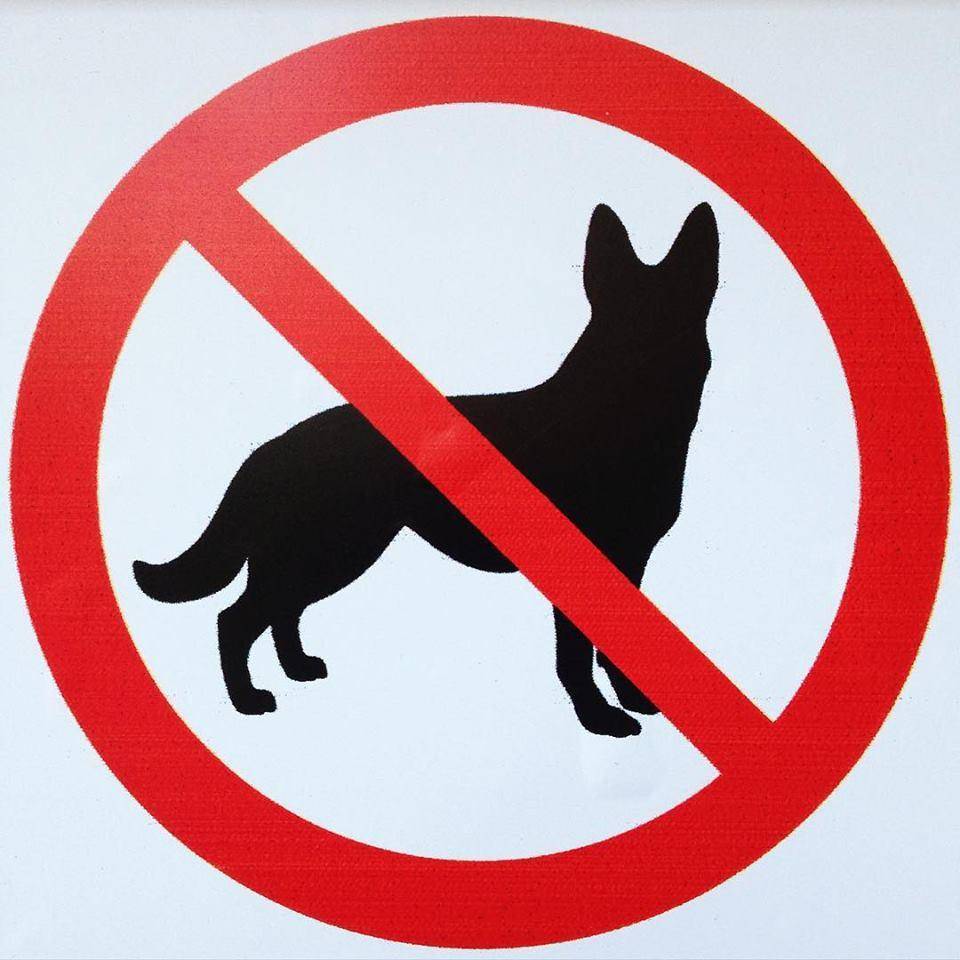 Правила выгула собак в 2021 году: поправки в закон, места для выгула, штрафы