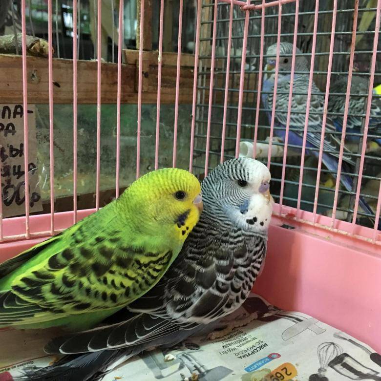 Ожереловые попугаи птенцы выкормыши | зоо-оазис