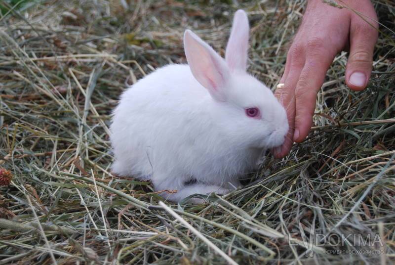 Кролик белый великан — особенности содержания и перспективы разведения