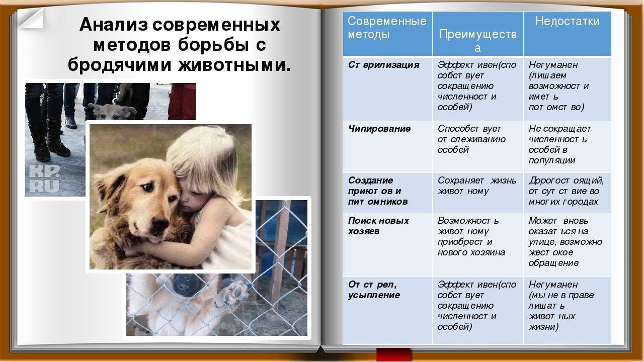 Социальный проект помощь бездомным животным в приютах