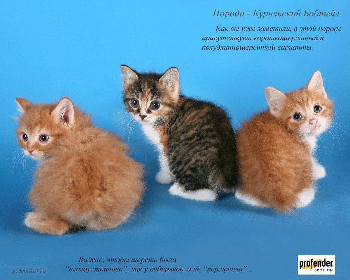 Породы кошек их фото и их названия