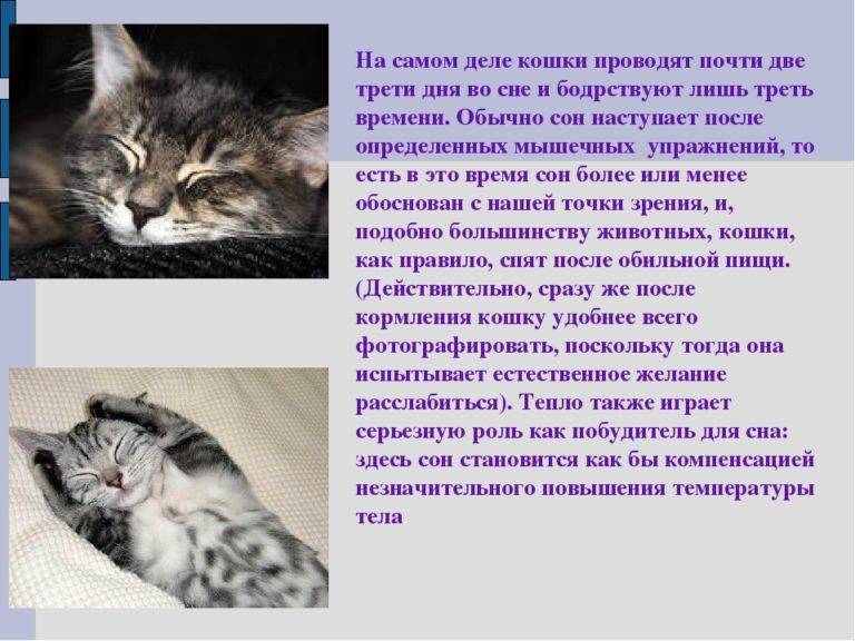 К чему снится кошка с котятами ???? во сне, сонник и различные толкования сна