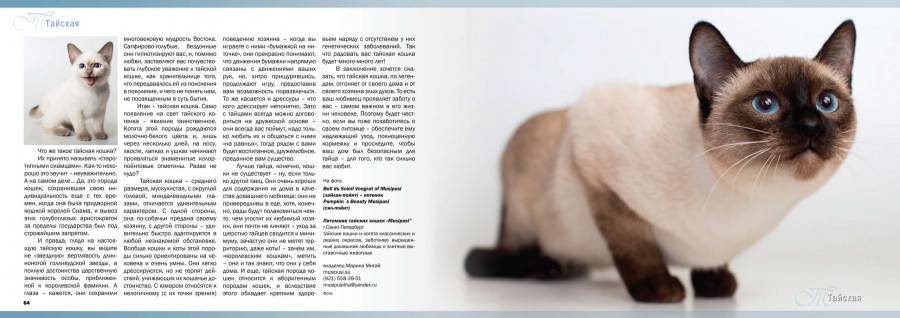 Тайская кошка: фото, характер, вся инфрмация про тайские кошки
