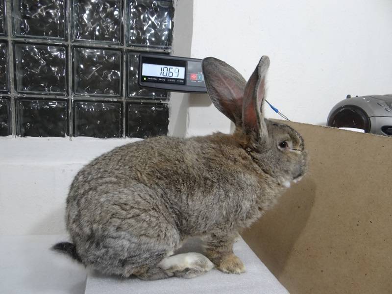 Кролик породы фландр или бельгийский великан - породы кроликов | описание, советы, отзывы, фото и видео
