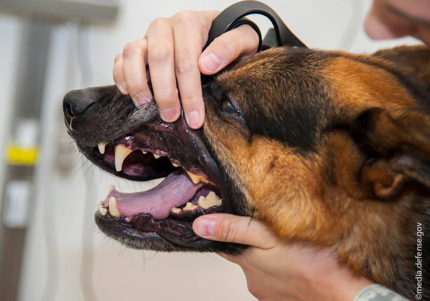 Что может означать сухой нос у собаки