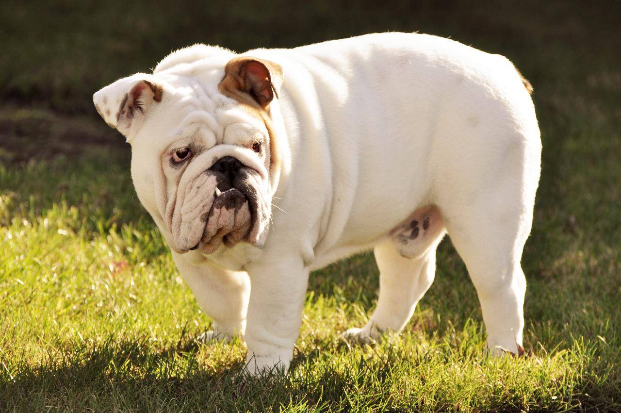 Английский бульдог - порода собак - информация и особенностях | хиллс