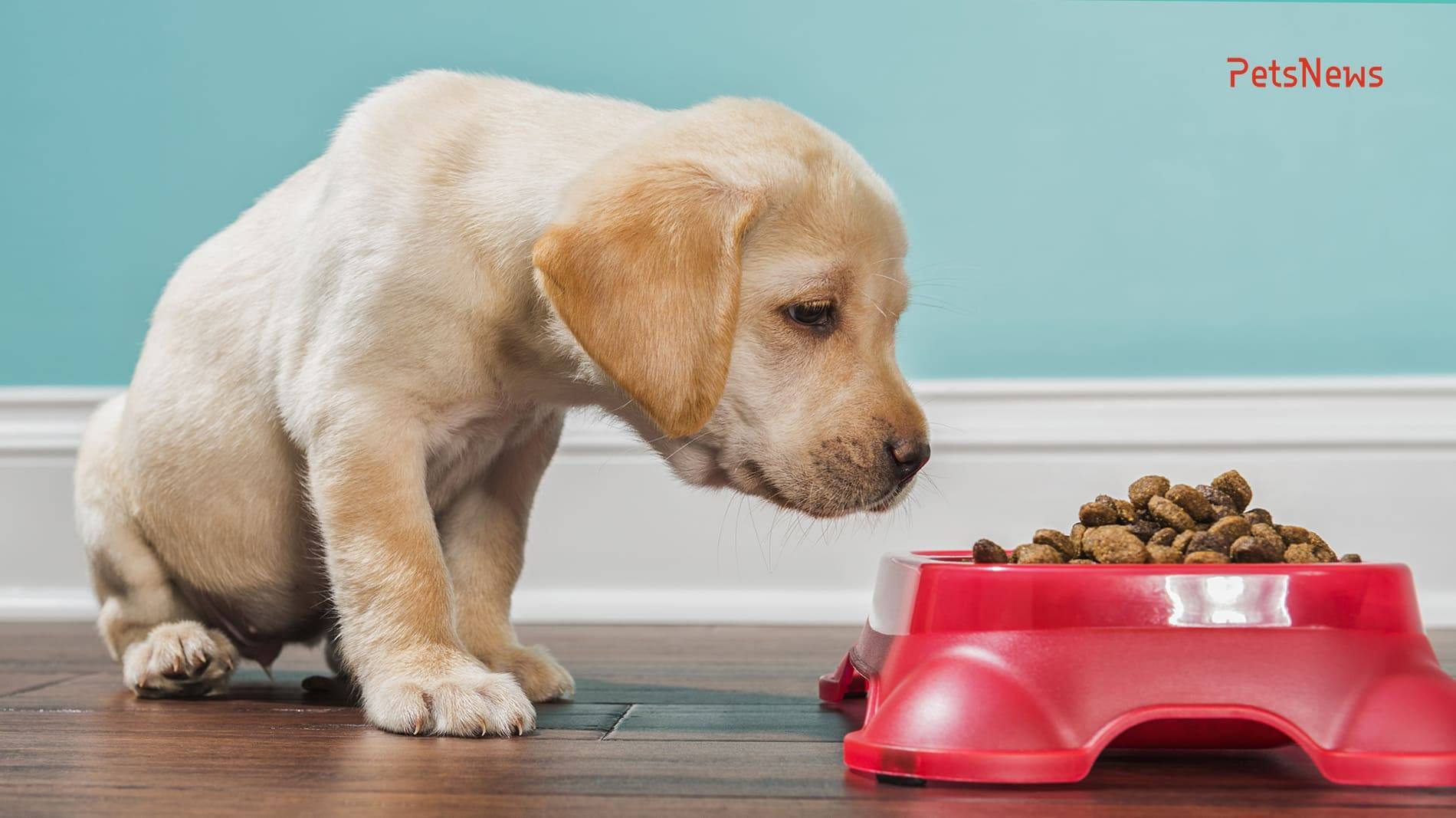 Сколько времени собака может прожить без еды. чем опасен голод для собак