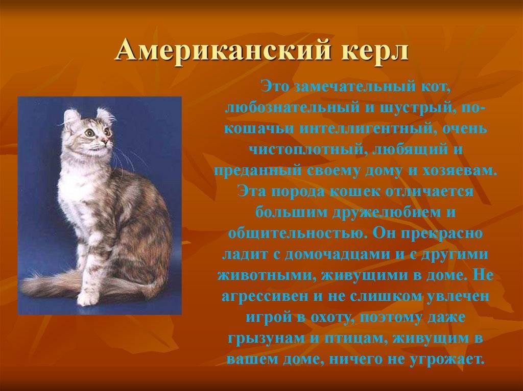 Американский керл: фото и описание породы кошек, характер, особенности содержания и ухода :: syl.ru