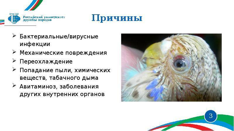 Полиурия у волнистого попугая, лечение, фото