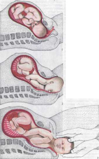 Беременность и роды джунгариков: сколько длится и как определить беременность, как проходят роды