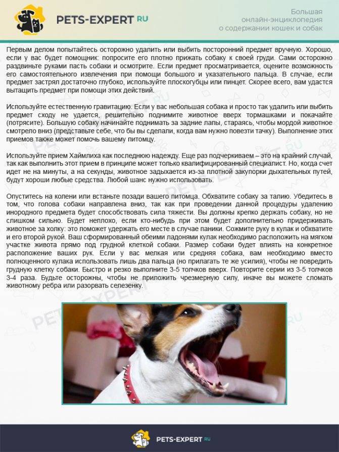 Что делать, если собака кашляет как будто подавилась | кашель