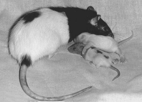 Роды у декоративных крыс — заводчику на заметку