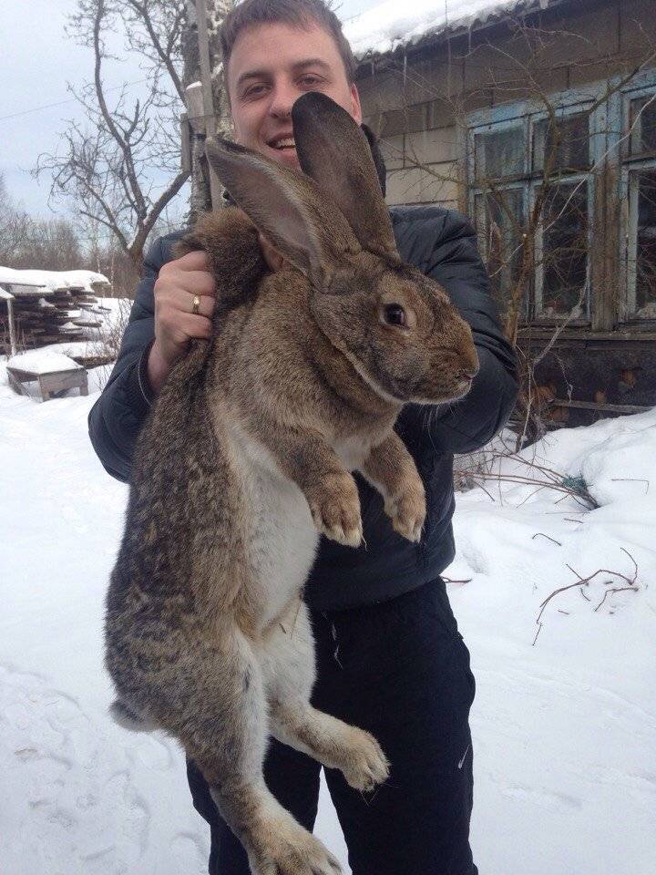Мясо кролика в москве - сравнить цены и купить