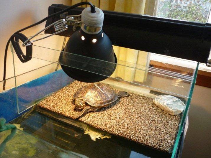 Аквариум для черепах (46 фото): выбираем аквариум для красноухой черепашки. какой должна быть температура воды? как обустроить аквариум для сухопутной и водной черепах?