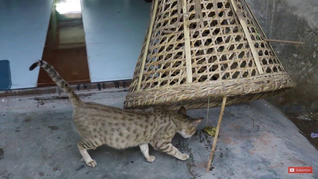 Как поймать кота — ловушки, механические приспособления