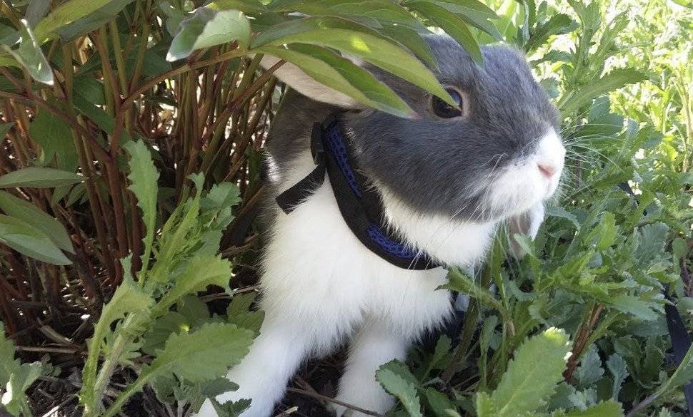 Как поймать кролика на улице. как быстро поймать сбежавшего кролика в огороде. с использованием волчьих ям
