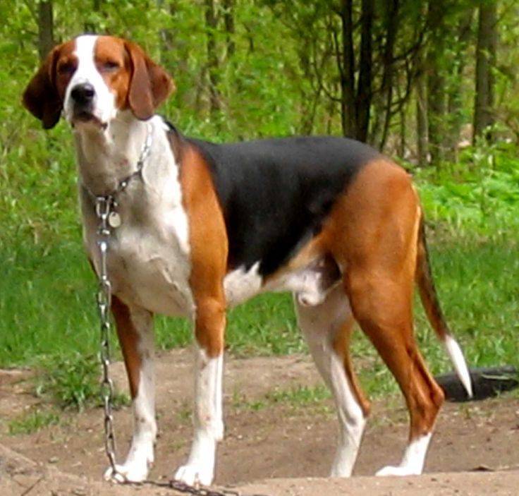 Самая лучшая охотничья собака — эстонская гончая