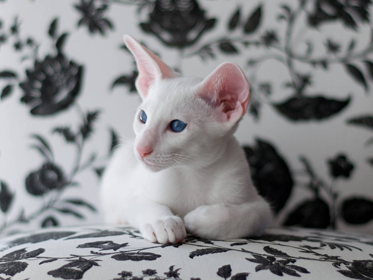 Форин вайт: фото кошки, описание породы, характеристика