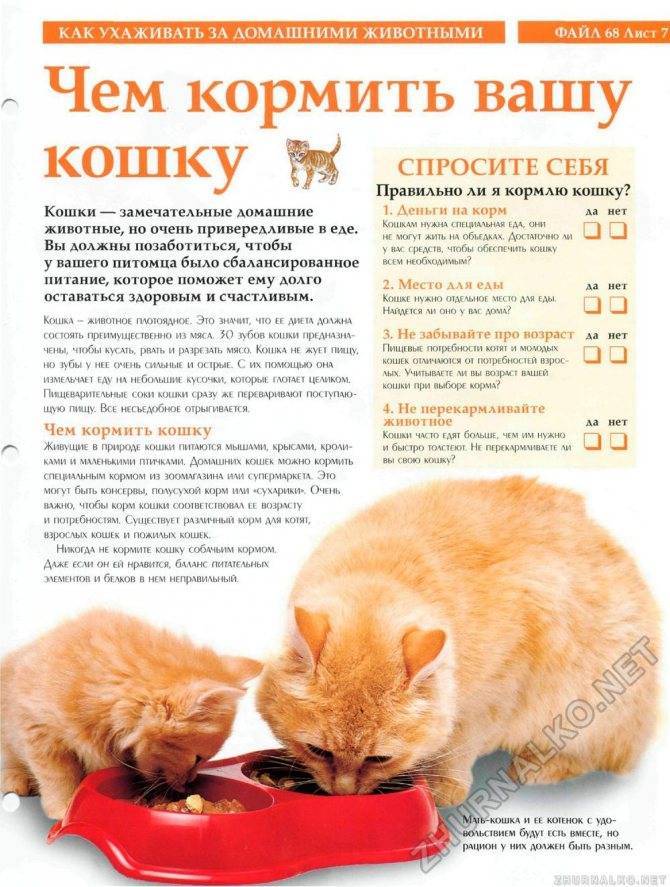 Чем кормить кастрированного кота в домашних условиях?
