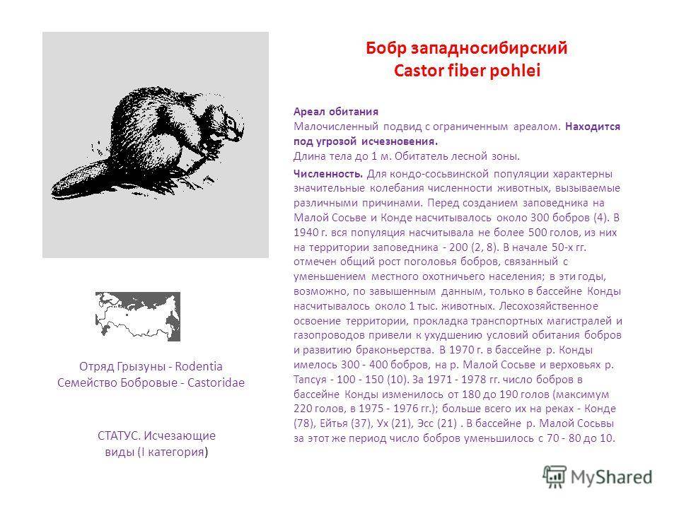 Пампасская кошка: описание внешности и характера, образ жизни и размножение, ареал обитания и численность вида
