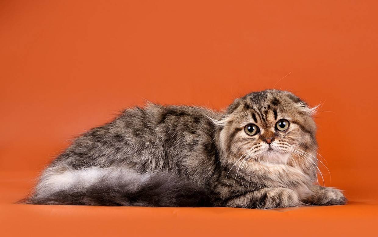 Хайленд-фолд: шотландская вислоухая длинношерстная кошка, фото