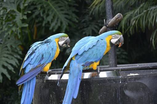 Сколько живут волнистые попугаи в клетке в домашних условиях