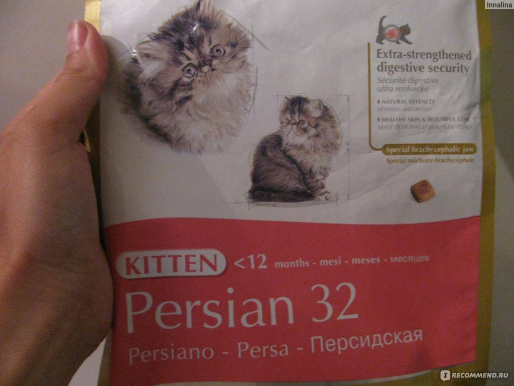 Чем кормить персидскую кошку и котенка? в разных возрастах