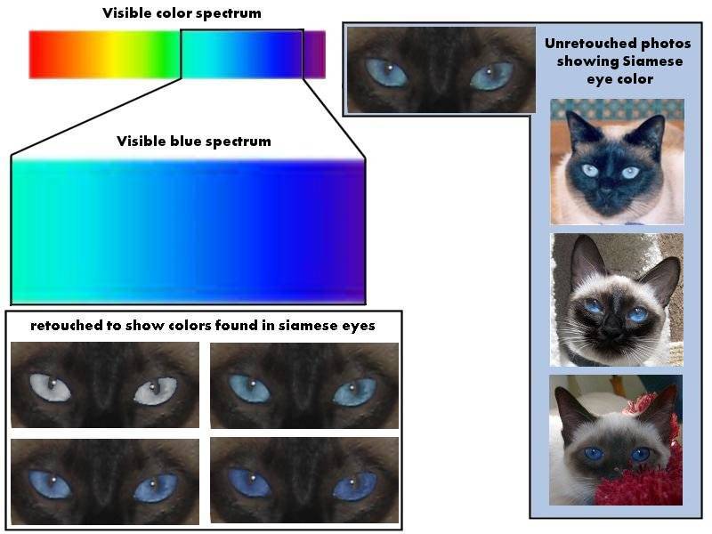 Как видит кошка наш мир? отличия кошачьего зрения от человечьего