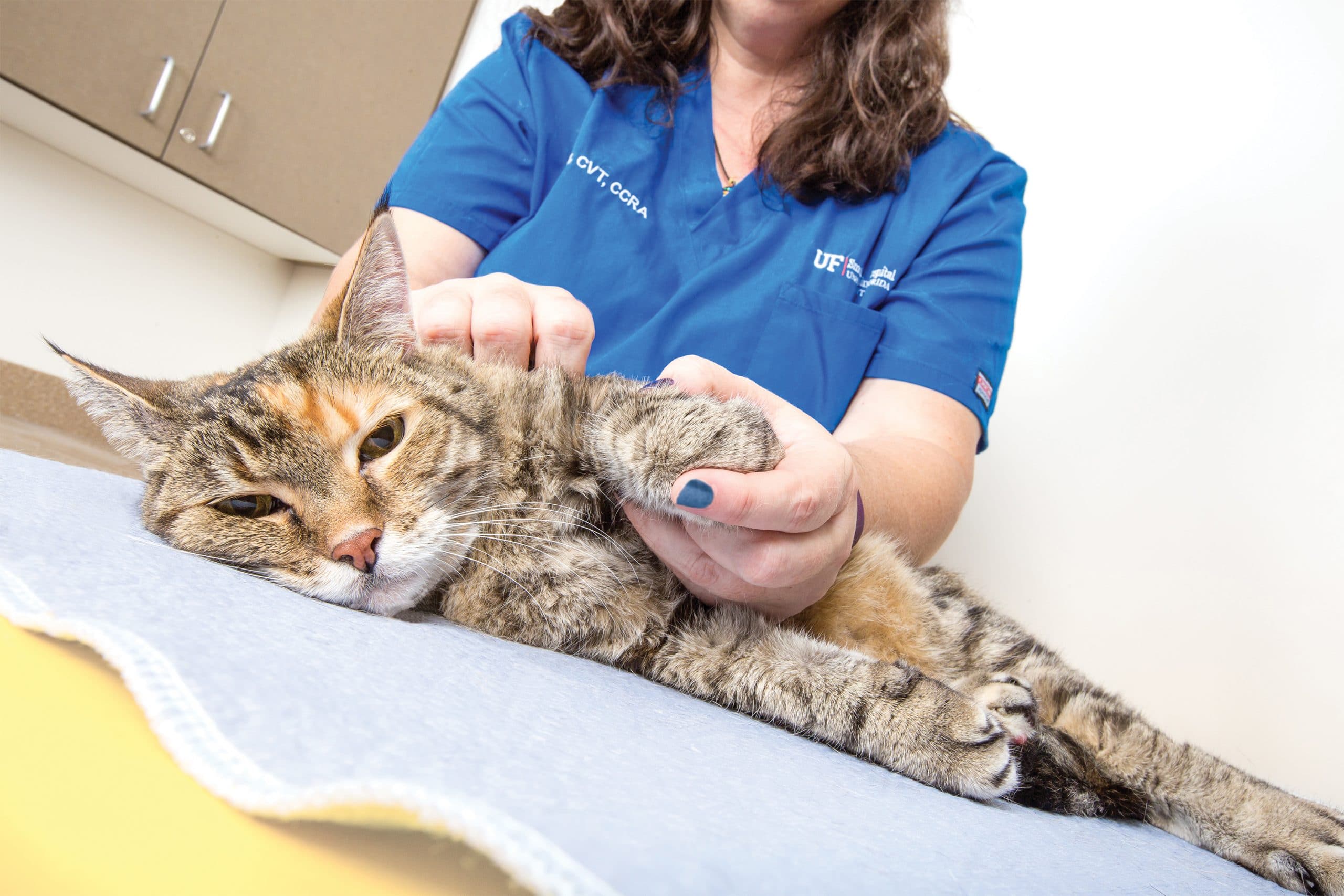 Клиника для котов. Ветеринар с кошкой. Кошка в ветеринарной клинике. Кот в ветклинике. Котик в ветеринарке.