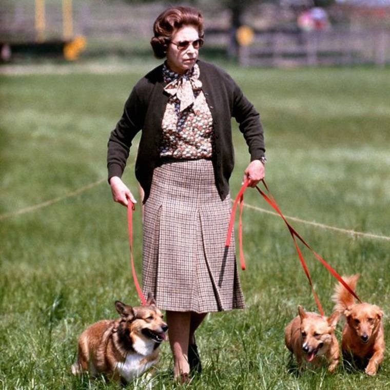 Королевские породы собак: каких питомцев обожают правители разных стран