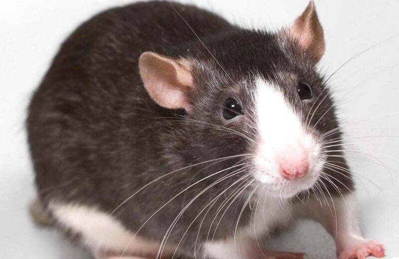 Как определить возраст крысы? - все про крыс