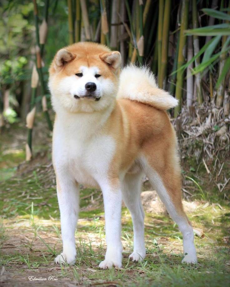 Какой породы была собака в фильме хатико — на какой цнцахики пес?