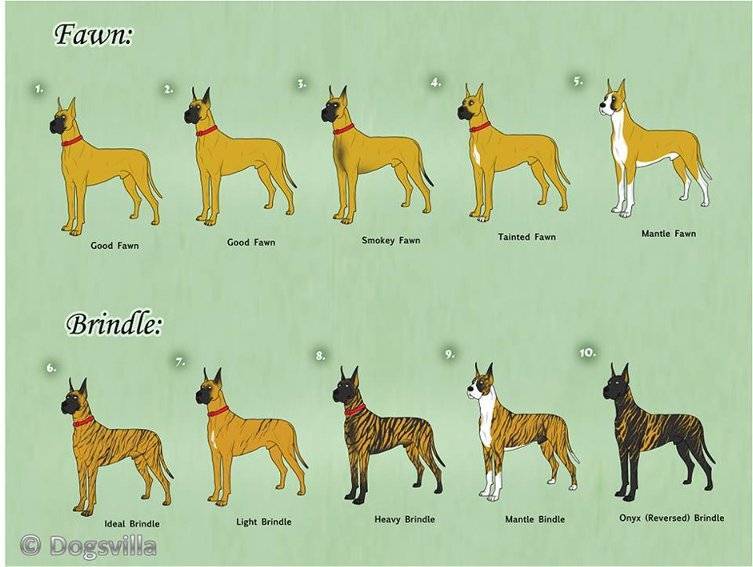 Доги — фото, разновидности породы собак, описание и характеристика
